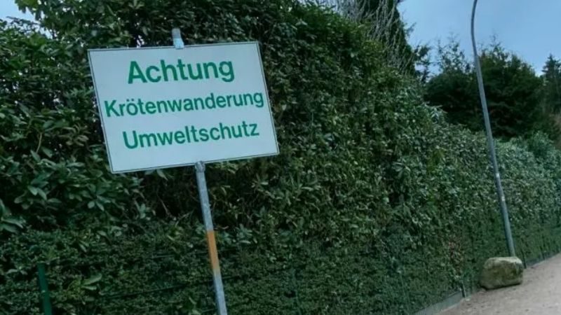 DTS Meine Sustainability Challenge Fotostrecke Amphibienschutz im Sachsenwald -￼ 800x450